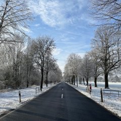 Es ist eine Allee in Harreshausen im Winter zu sehen
