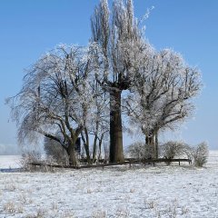 Es ist eine eiche im Winter zu sehen