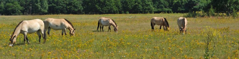 Auf dem Bild sieht man die Wildpferde auf einer Wiese am grasen.