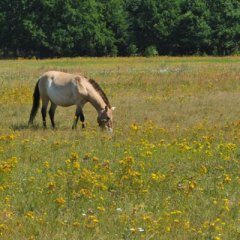 Auf dem Bild sieht man die Wildpferde auf einer Wiese am grasen.