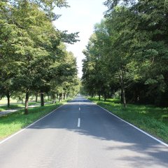 Man sieht eine Allee
