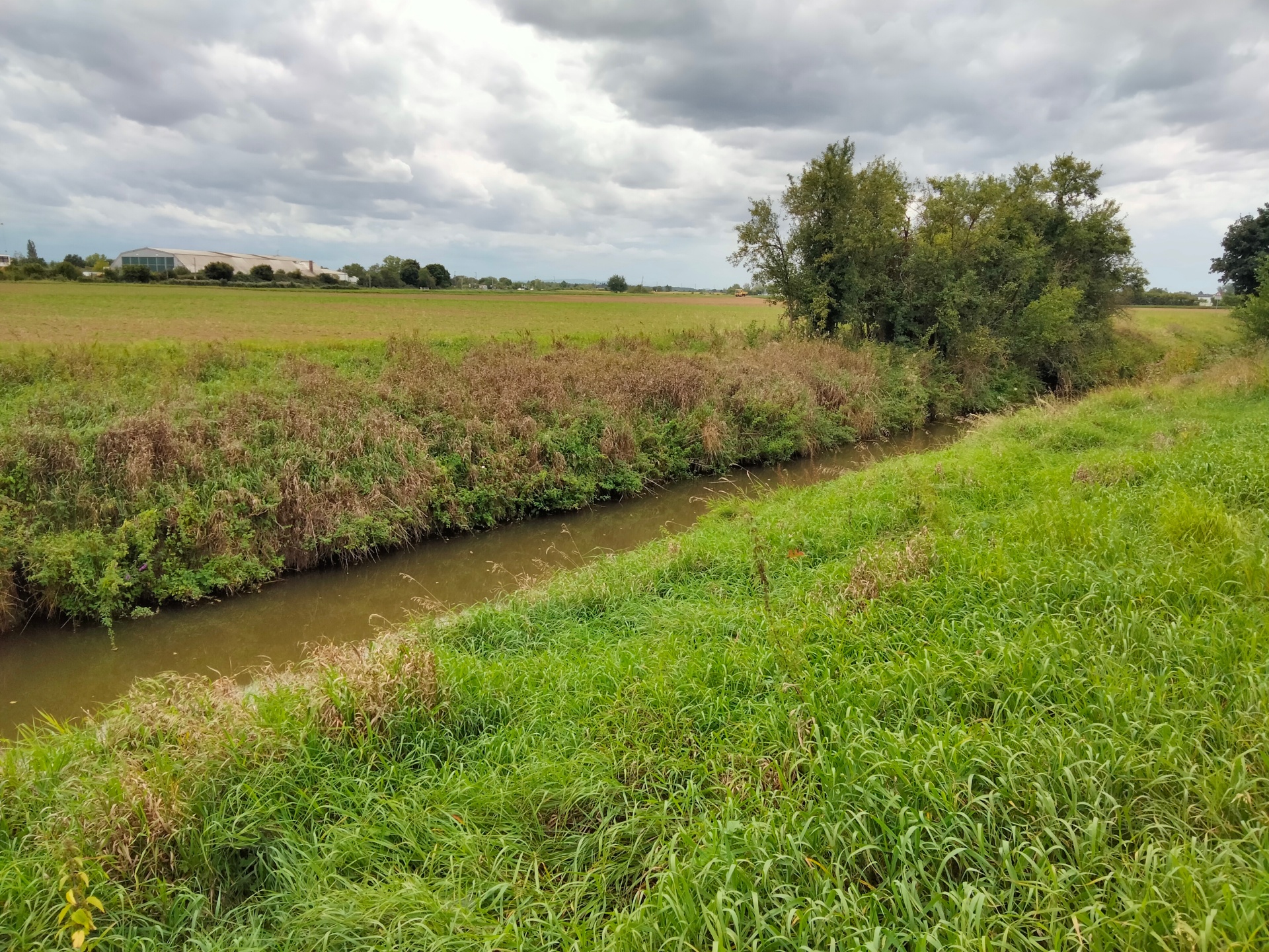 Schmaler Bach in grüner Wiesenlandschaft.