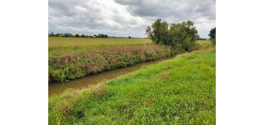 Schmaler Bach in grüner Wiesenlandschaft.