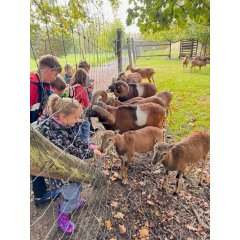 Kids füttern Ziegen in der Fasanerie