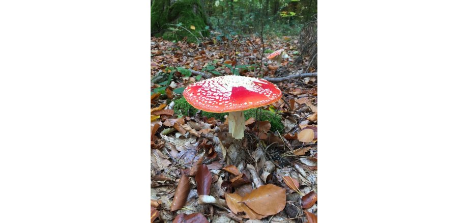 Nahaufnahme Fliegenpilz