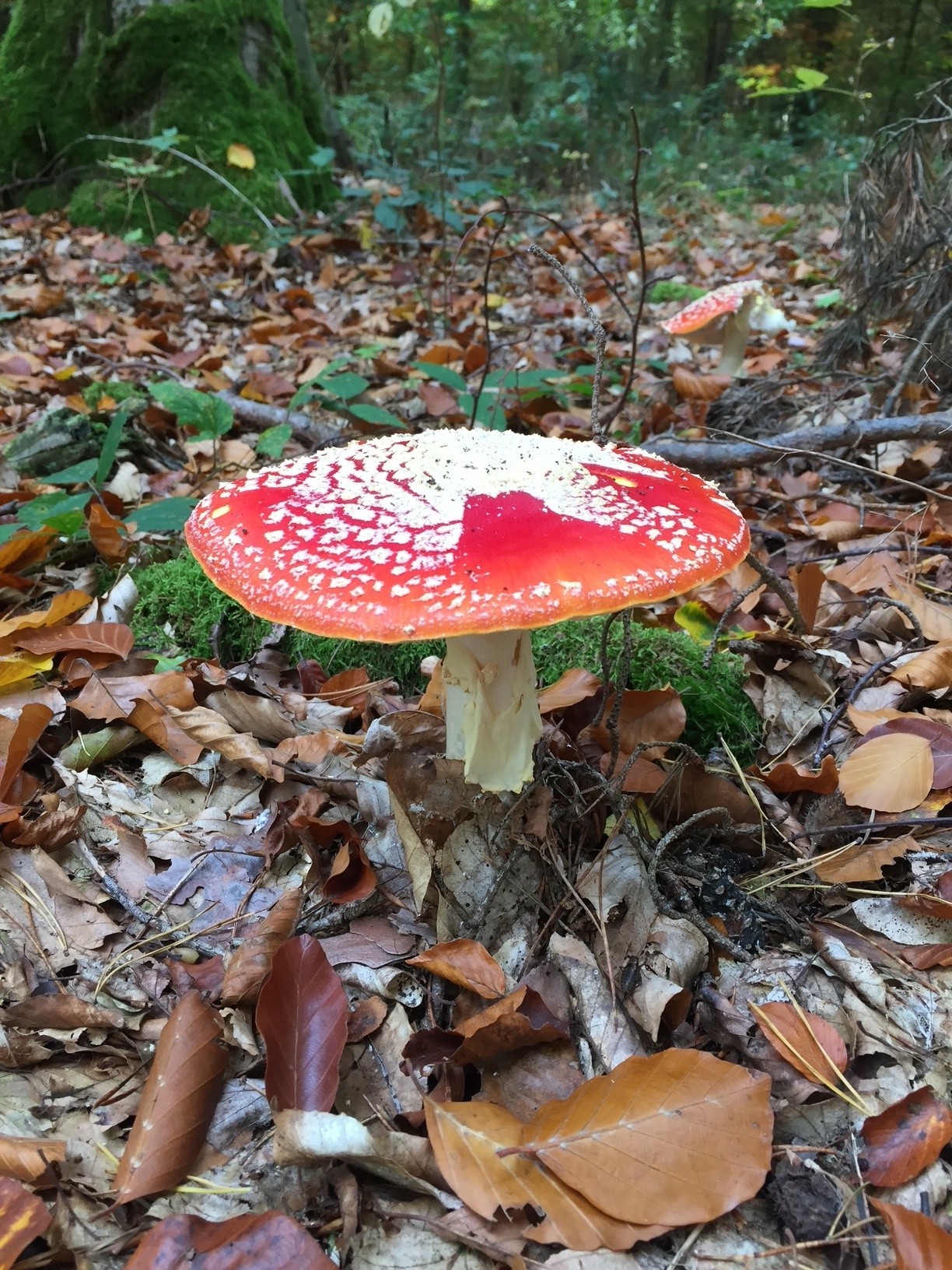 Nahaufnahme Fliegenpilz