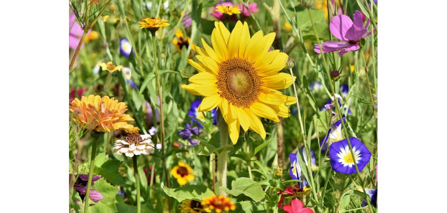 Auf dem Bild sieht man eine Blumenwiese