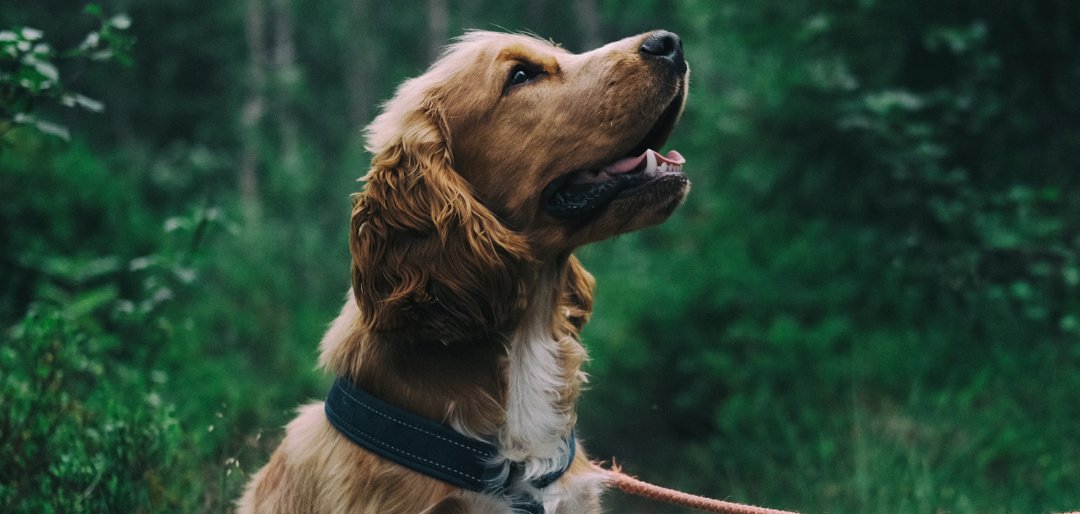 Ein Hund der auf dem Boden sitzt und nach oben schaut