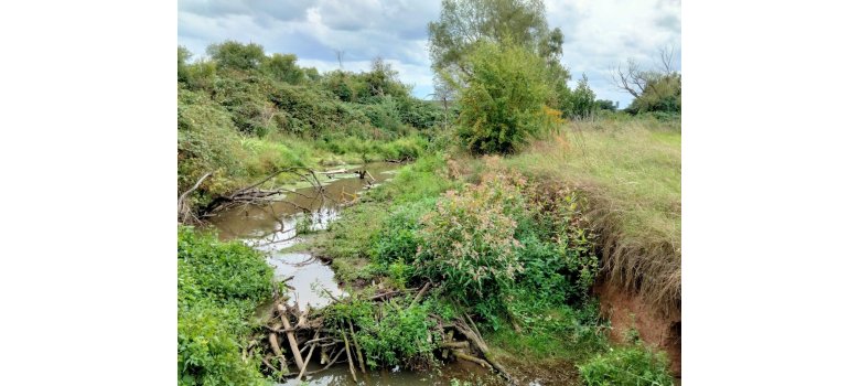 Bewachsener Bach mit umgestürzten Ästen und Sträuchern.