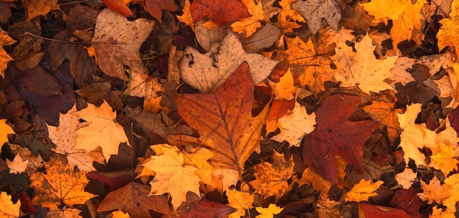 Symbolbild Herbstlaub