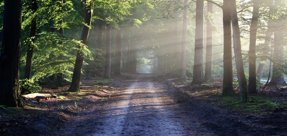 Bild von einem Waldweg