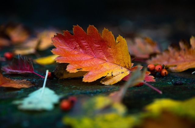 Nahaufnahme Herbstblätter
