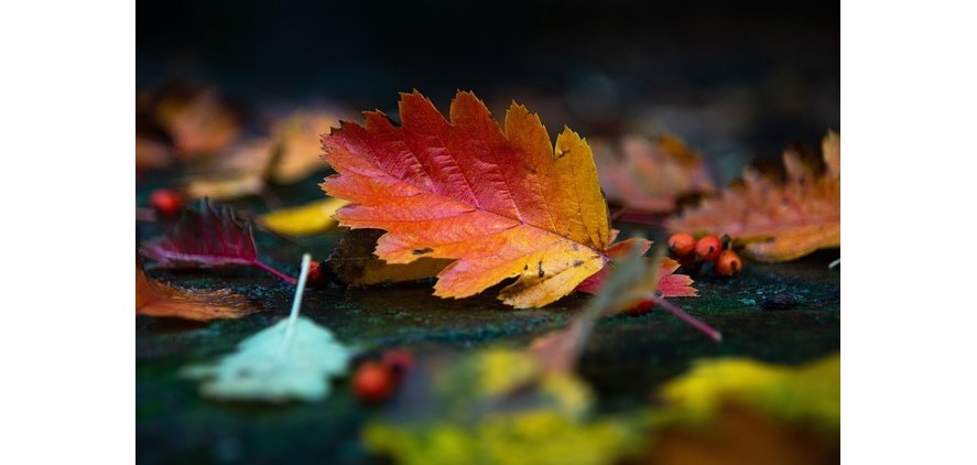 Nahaufnahme Herbstblätter