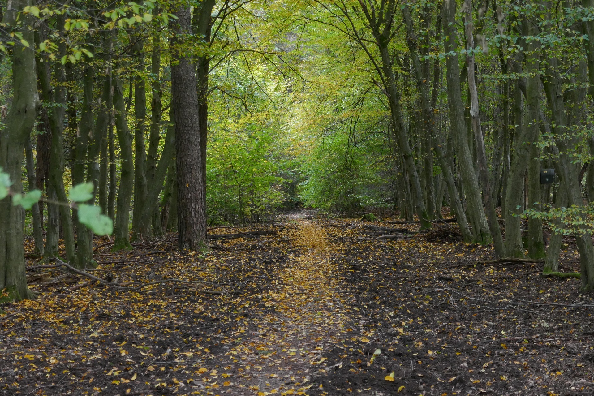 Blick auf einen Waldweg