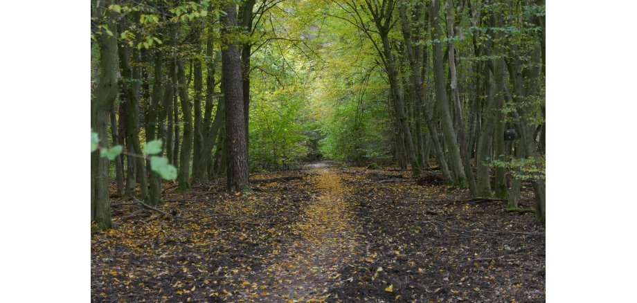 Blick auf einen Waldweg
