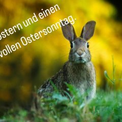 Man sieht ein Kaninchen