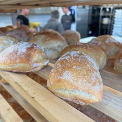 Auf dem Bild sieht man frisch gebackene Brötchen.