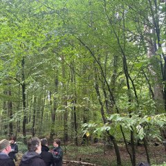 Auf dem Bild sieht man einen Wald