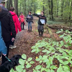 Auf dem Bild sieht man einen Wald