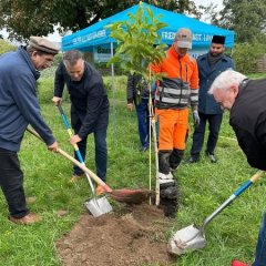 Auf dem Bild sieht man wie mehrere Männer einen Baum einpflanzen.