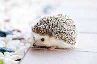 Auf dem Bild sieht man einen Igel.