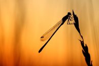 Symbolbild Kindertagespflege Die LiEbellen